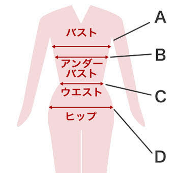 胴体図の【B】の部分